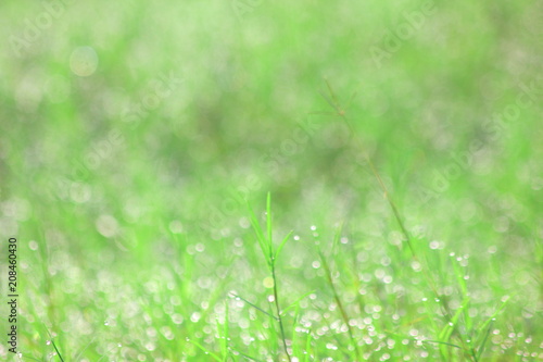 Water drops on morning green grass,For background,Soft focus.for background.