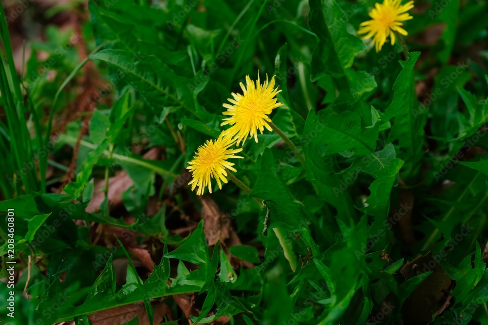 Taraxacum platycarpum (Kanto tanpopo)
Taraxacum platycarpum (Kanto tanpopo)