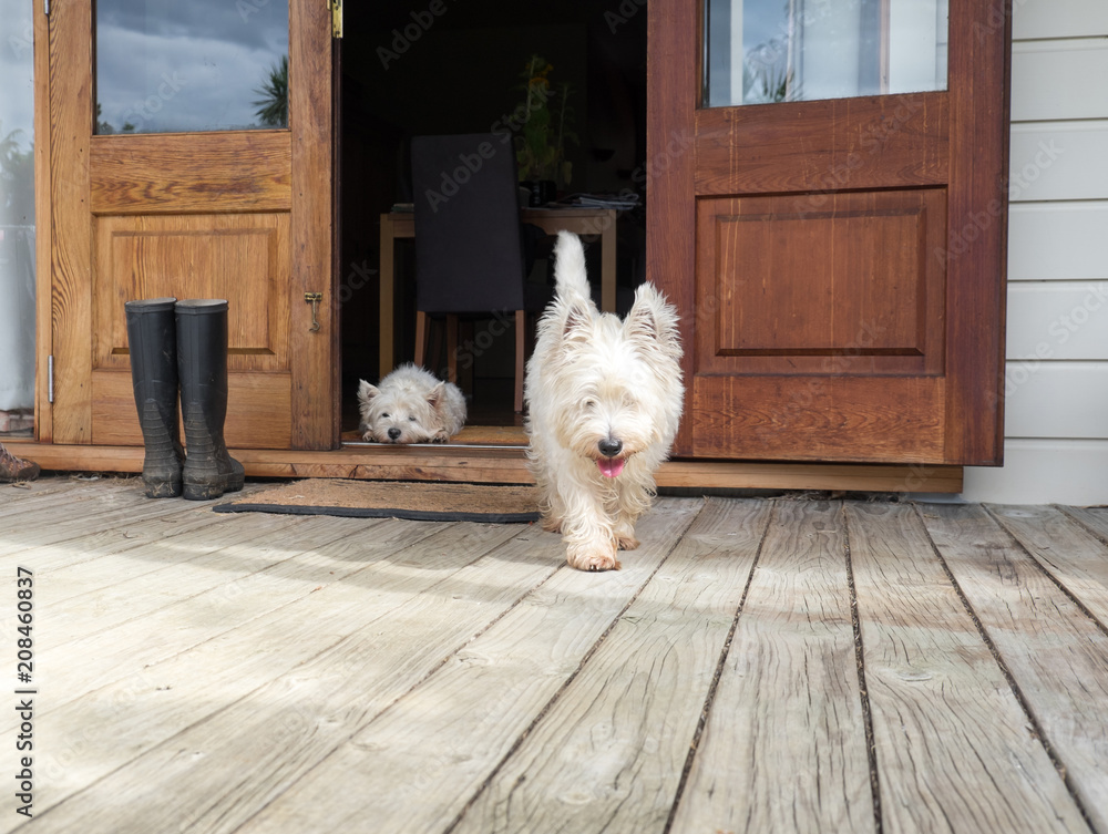 Ταπετσαρία Scruffy westie dog walking out of open farmhouse door onto deck - another west h