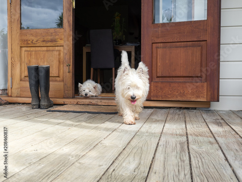 Canvas Print Scruffy westie dog walking out of open farmhouse door onto deck - another west h