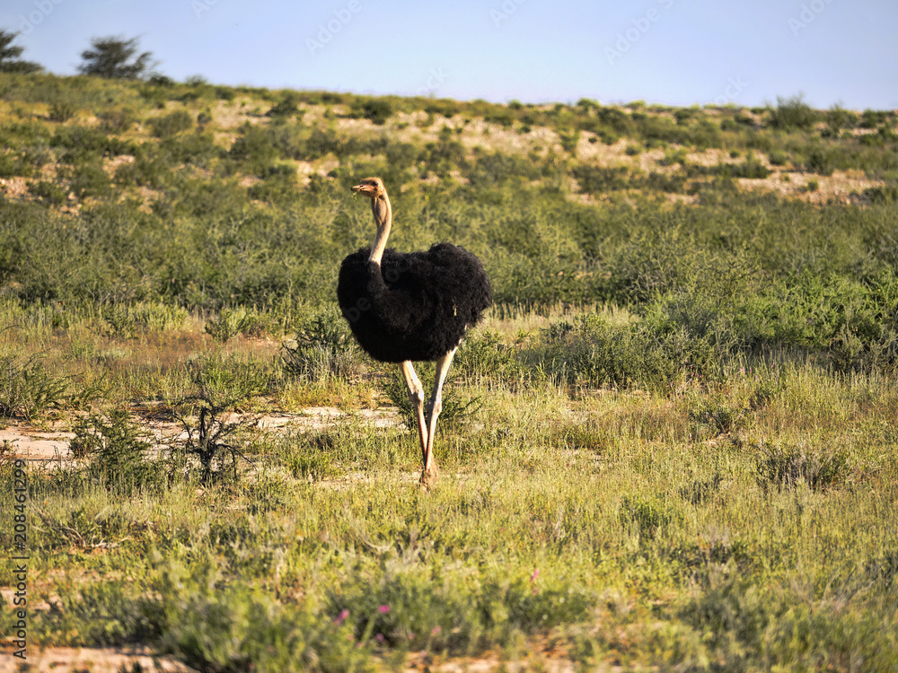 Naklejka premium Ostrich, Struthio camelus, in the blooming desert, Kalahari, South Africa