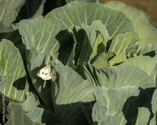 Photography Close-up of Cabbage White Butterfly (Pieris rapae) sitting on a green cabbage he