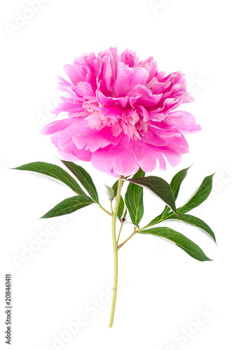 Fototapeta Naklejka Na Ścianę i Meble -  Single flowering pink peony