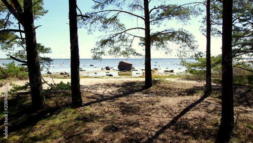 Fototapeta Naklejka Na Ścianę i Meble -  Las sosnowy przy bałtyckiej plaży - schronienie w cieni podczas wakacji nad morzem