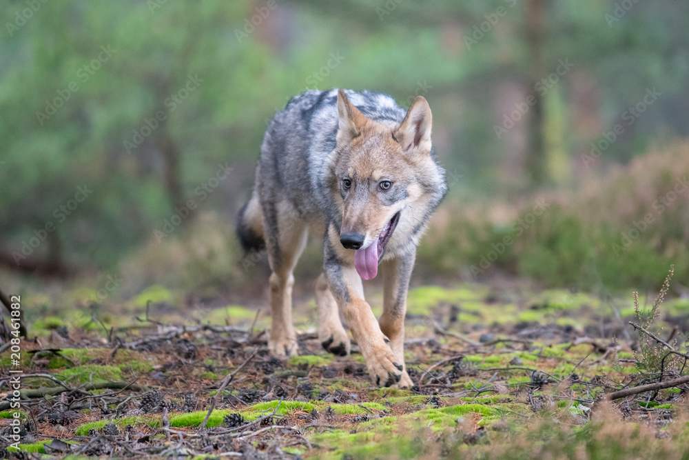 Gray (or Grey) Wolves (Canis lupus) in the Bayerischer Wald National Park in Bavaria, Germany Alaska czech republic