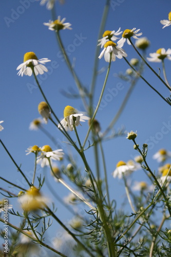 Low angle view of chamomile, camomile against blue sky in Altlandsberg, Germany photo