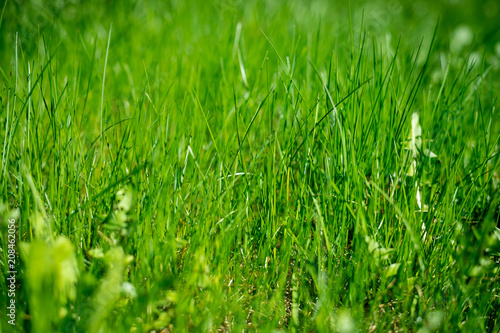Background of a green grass. Green grass texture Green grass of a field, meadow.protection of environment. protect the environment concept.
