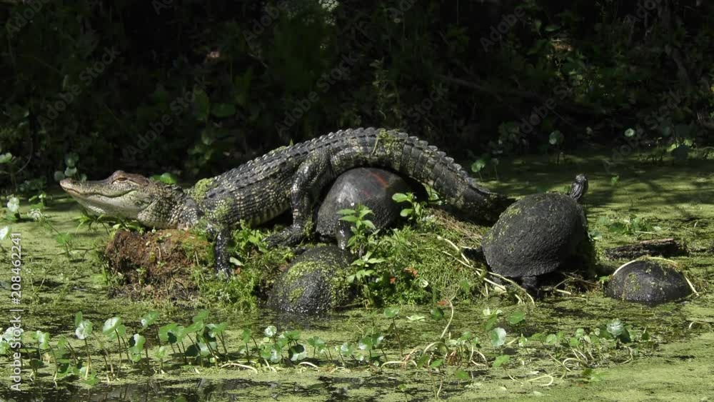 Young alligator sunning with turtles in Florida swamp Young alligator sunning with turtles in Florida swamp
