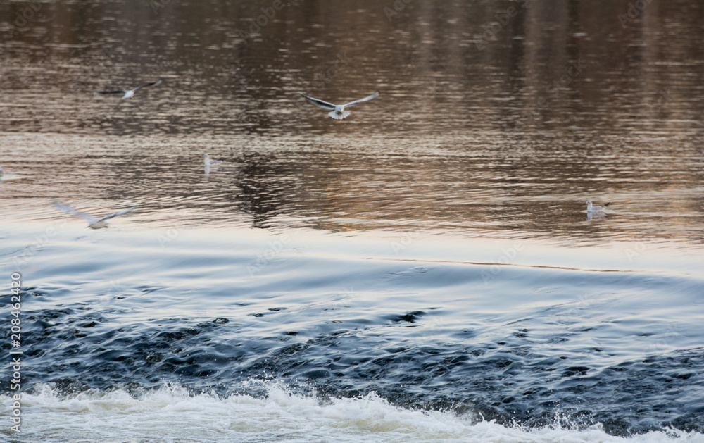 Fototapeta premium Seagulls flock flying over the river. 