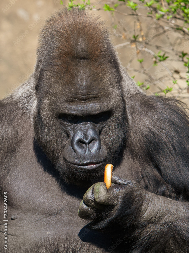Obraz premium Gorilla eats bread in her hand in the park