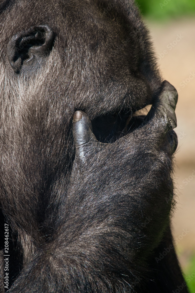Gorilla closes her eyes with her hand Gorilla closes her eyes with her hand