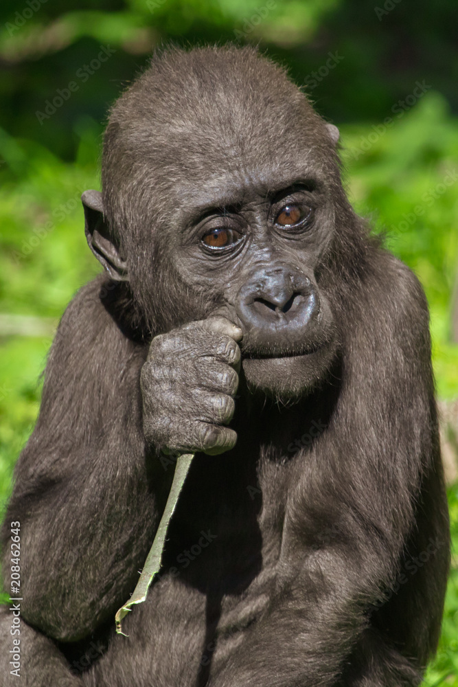 Obraz premium Gorilla eats a branch in the park