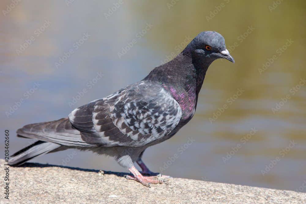 Obraz premium Portrait of a dove near the lake