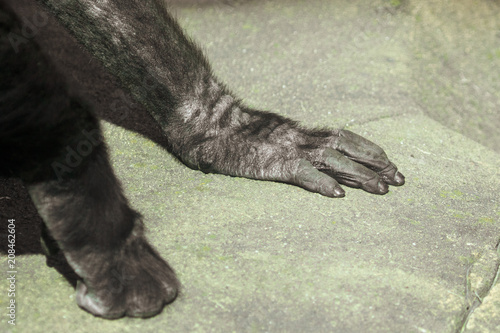 Paws of a black gorilla in nature