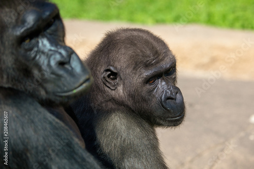 Portrait of a gorilla in the park © schankz