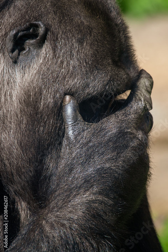 Gorilla closes her eyes with her hand