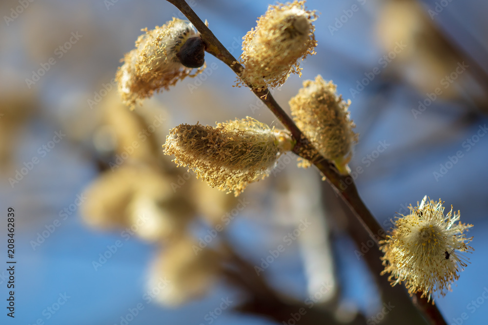Flowers on willow branches against the blue sky Flowers on willow branches against the blue sky