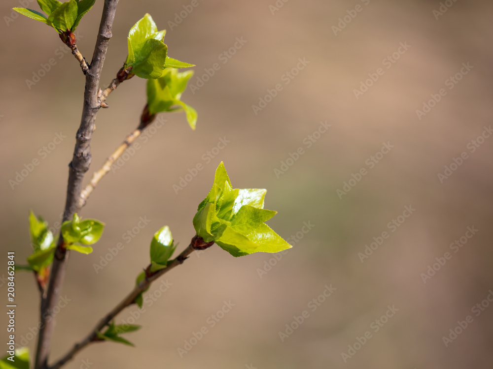 Kidney leaves on a tree in the spring Kidney leaves on a tree in the spring