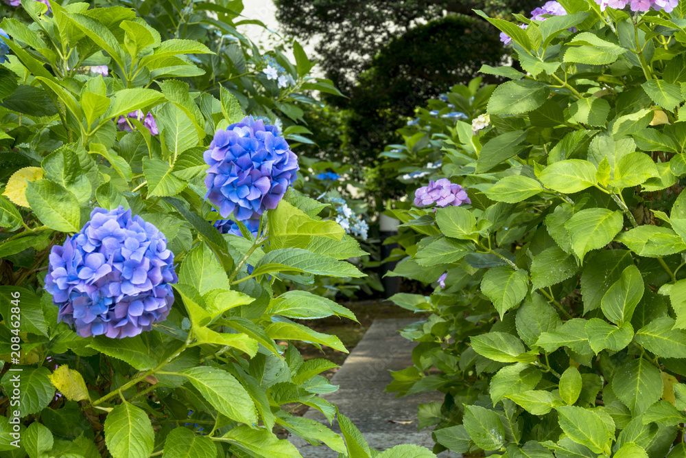 梅雨の風物詩 アジサイの花 Stock Photo Adobe Stock