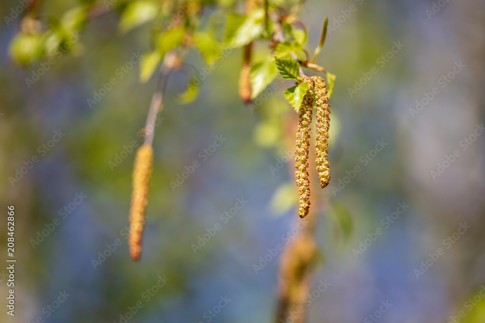 Flowers on a birch tree in the spring Flowers on a birch tree in the spring