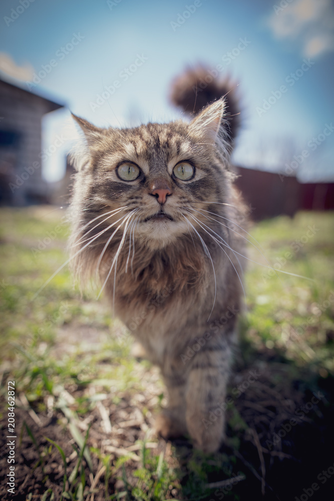 Portrait of a cat walking in the garden