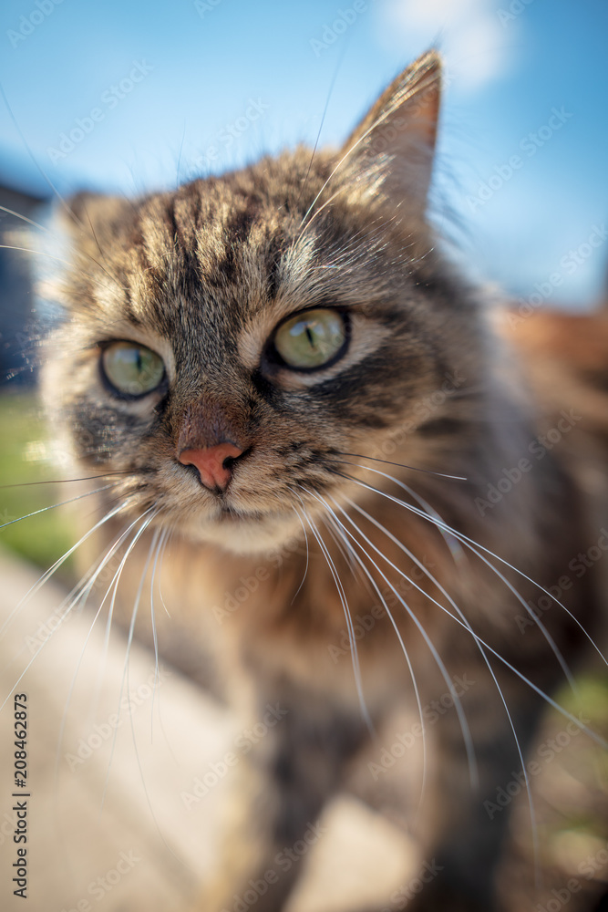 Portrait of a cat walking in the garden