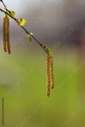 Flowers on a birch tree in the spring