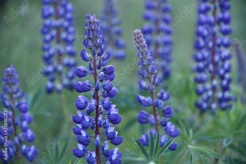 The blue lupine