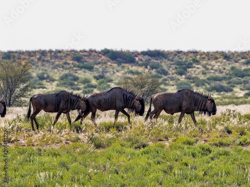 Fototapeta Naklejka Na Ścianę i Meble -  Wildebeest, Connochaetes t.taurinus,, Kalahari South Africa