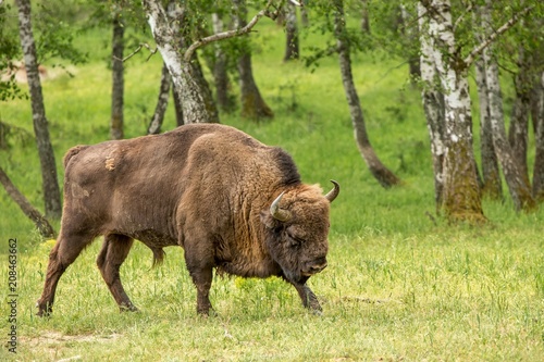 European bison (Bison bonasus) 