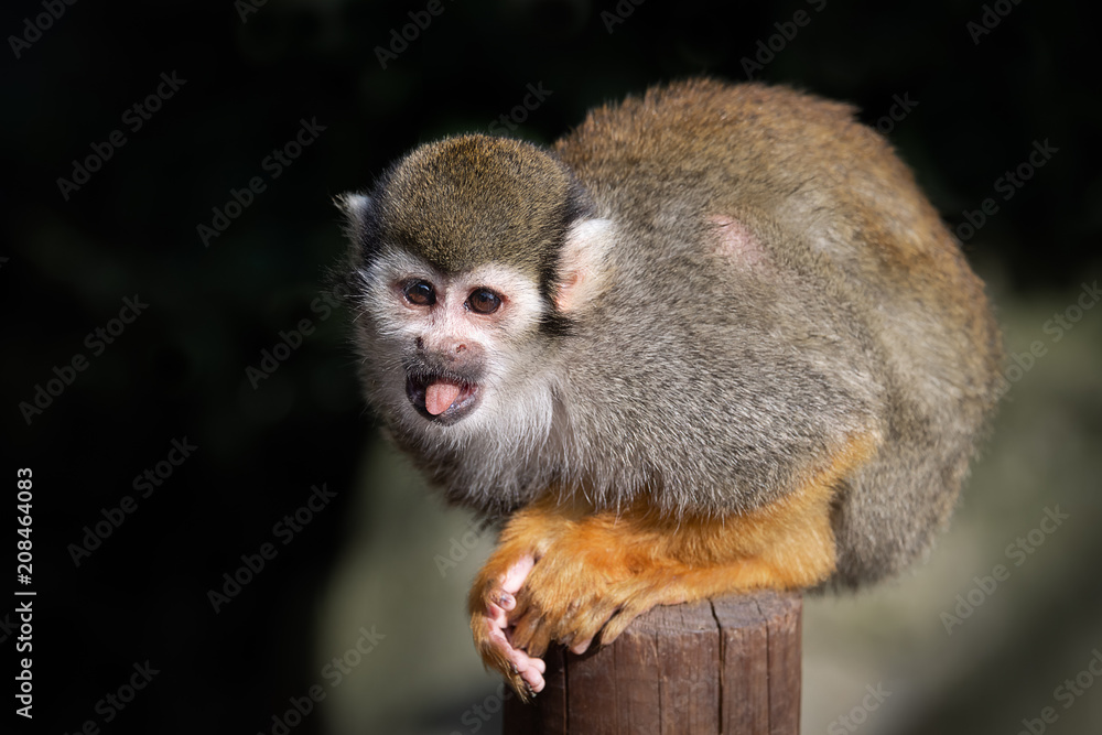 Obraz premium A small squirrel monkey sits on a wooden post staring alert to the the left with its tongue out