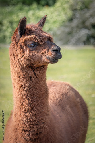 A close up vertical upright photo of the head and neck of an alpaca looking right