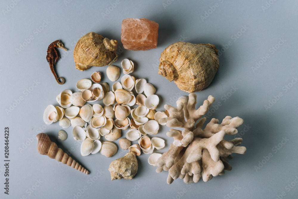 seashells, sea horse, coral on a gray background, flatplay. texture of seashells. place for text