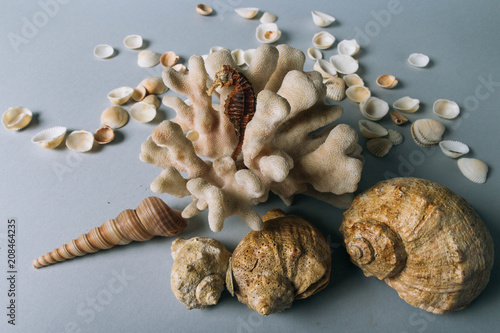 seashells, sea horse, coral on a gray background, flatplay. texture of seashells. place for text