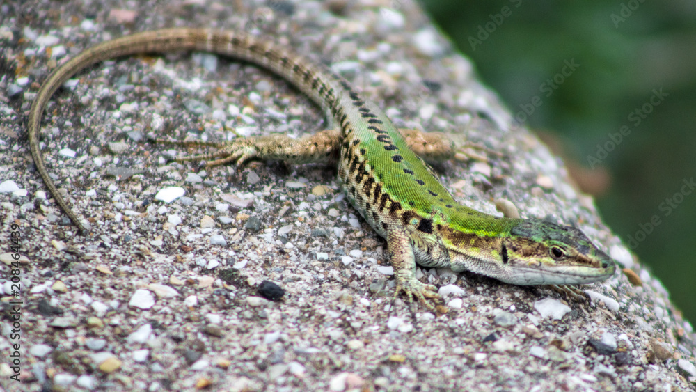 Naklejka premium lucertola