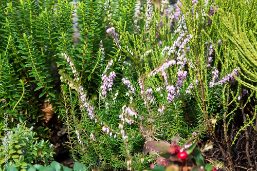 Purple heather and succulent, plant in the garden with selective focus photo