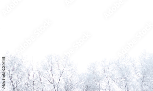 Trees in the snow against a cloudy sky background.