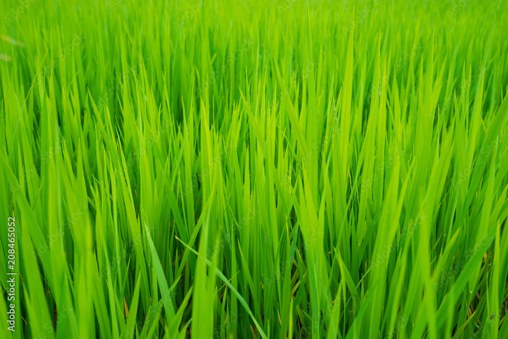 green grass in rice fields for agricultural farm green grass in rice fields for agricultural farm