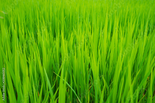 green grass in rice fields for agricultural farm