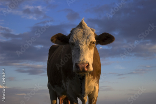 Cow in the field against the sky, sunset. A mammal is grazing in the evening © lyudmilka_n