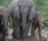 Close up of Elephant,(Loxodonta africana), kneeling to drink water from waterhole. Kruger National Park, South Africa