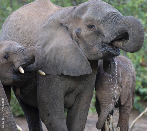Elephants,(Loxodonta africana), drinking water with water dripping from mouth. Kruger National Park, South Africa