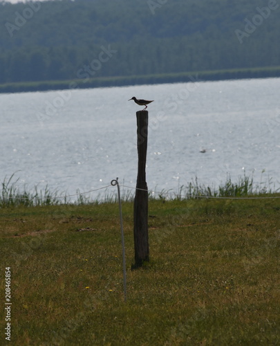 Rotschenkel auf dem Riether Werder photo