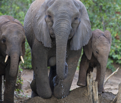 Close up of Elephant,(Loxodonta africana), kneeling to drink water from waterhole. Kruger National Park, South Africa