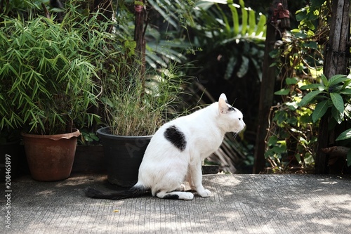 White cat sitting on the cement floor in garden. © cocorattanakorn