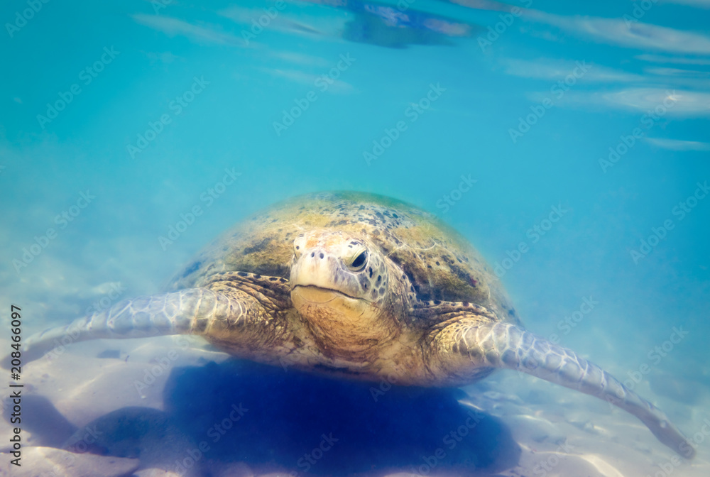 Fototapeta premium Turtle at Hikkaduwa beach