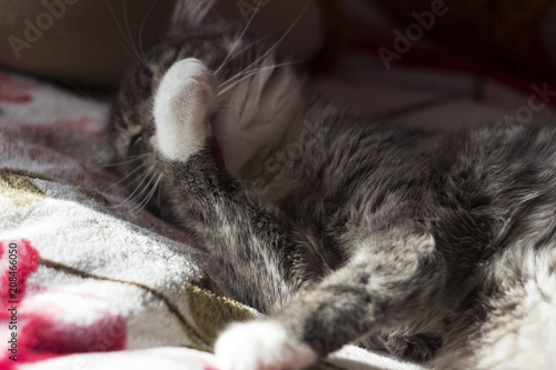 Gray lop-eared cat lies and washed its paw, a domestic mammal.