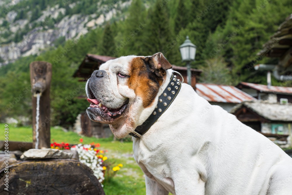 White English Bulldog in mountain