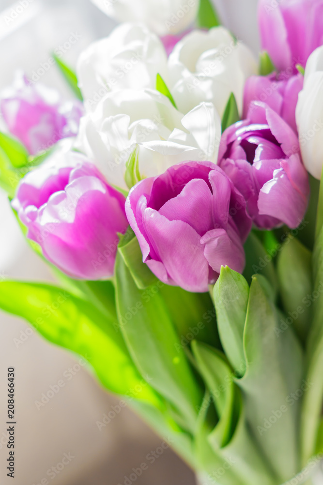 Fototapeta premium white and purple blooming tulips. floral background