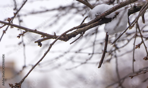 Snow melts on tree branches, city street, selective focus
